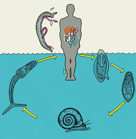 Schistosomos gyvavimo ciklo diagrama