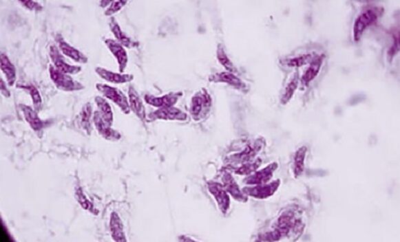 pirmuonis parazitas toxoplasma gondii toksoplazmozės sukėlėjas